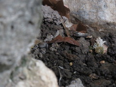 Leptostales rubromarginaria