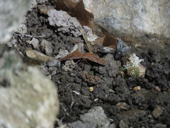 Leptostales rubromarginaria