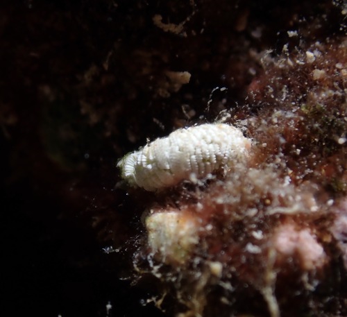 Neomeris annulata observed 2022-05-12