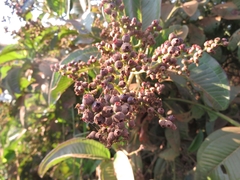 Miconia chamissois