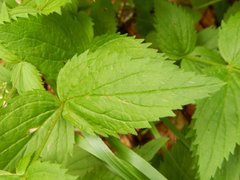 Veronica urticifolia