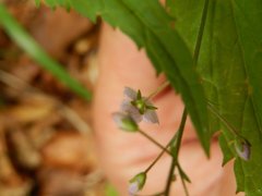 Veronica urticifolia