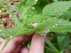Veronica urticifolia