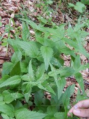 Veronica urticifolia
