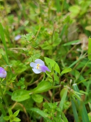 Mazus pumilus