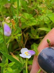 Mazus pumilus