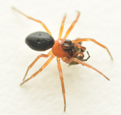 Hypomma bituberculatum