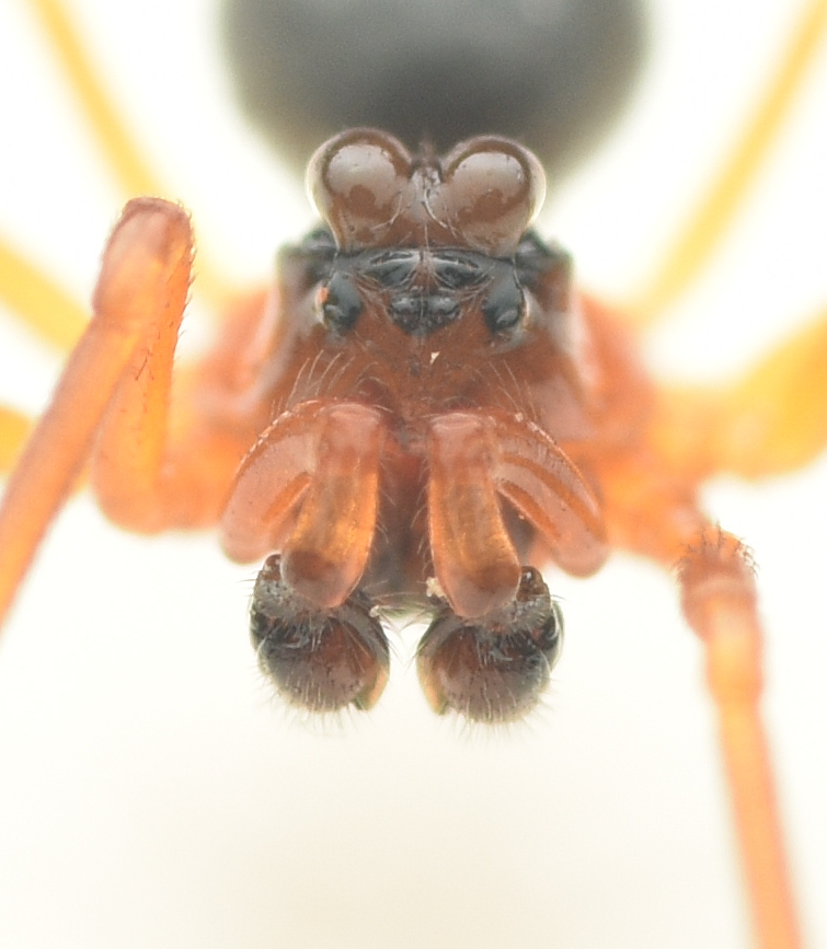 Hypomma