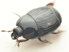 Atholus duodecimstriatus