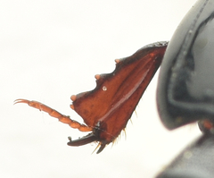 Atholus duodecimstriatus