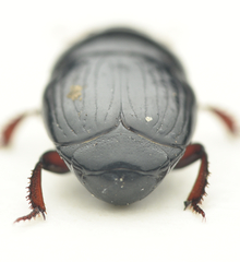 Atholus duodecimstriatus
