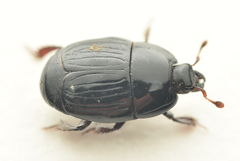 Atholus duodecimstriatus