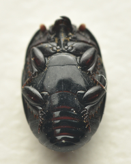 Atholus duodecimstriatus