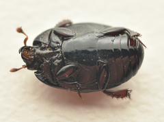 Atholus duodecimstriatus