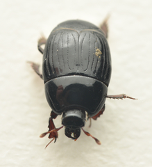 Atholus duodecimstriatus