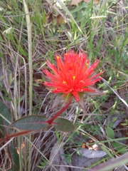 Gomphrena arborescens