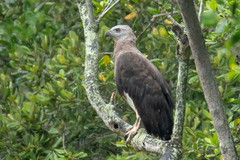 Haliaeetus ichthyaetus