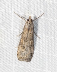 Nomophila corticalis