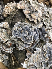 Trametes versicolor image