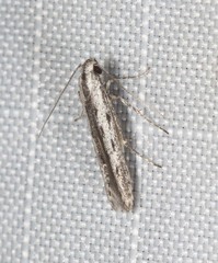 Thiotricha anticentra