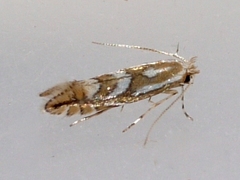 Phyllonorycter propinquinella