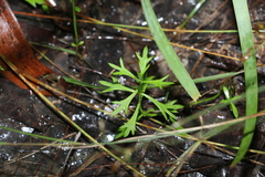 Ranunculus inundatus