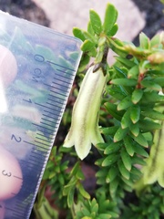 Muiriantha hassellii