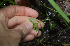 Ranunculus inundatus
