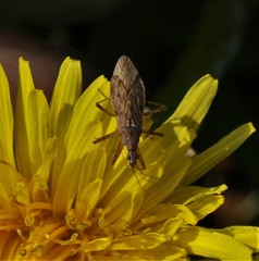Nabis roseipennis