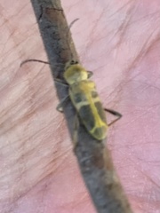 Triodoclytus lanifer