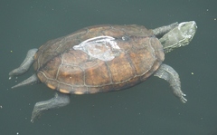 Mauremys reevesii