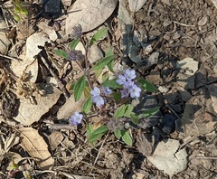 Phacelia breweri