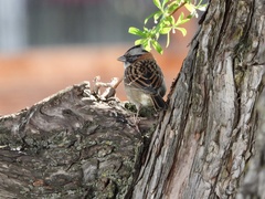 Zonotrichia capensis