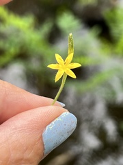 Hypoxis curtissii
