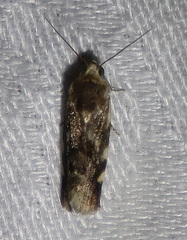 Acontia detrita