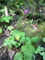 Primula matthioli