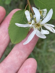 Amelanchier cusickii