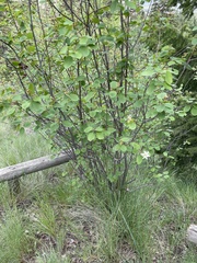 Amelanchier cusickii