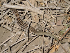 Aspidoscelis exsanguis