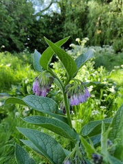 Symphytum officinale