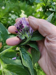 Symphytum officinale