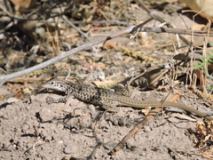 Aspidoscelis tesselatus