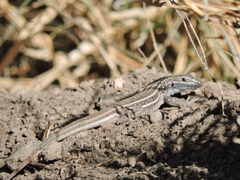 Aspidoscelis exsanguis