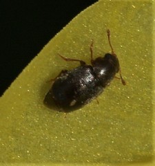 Brachypterus