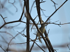 Vireo bellii