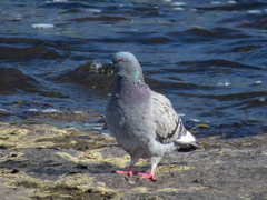Columba livia