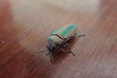 Buprestis striata