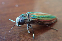 Buprestis striata