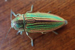 Buprestis striata