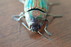 Buprestis striata